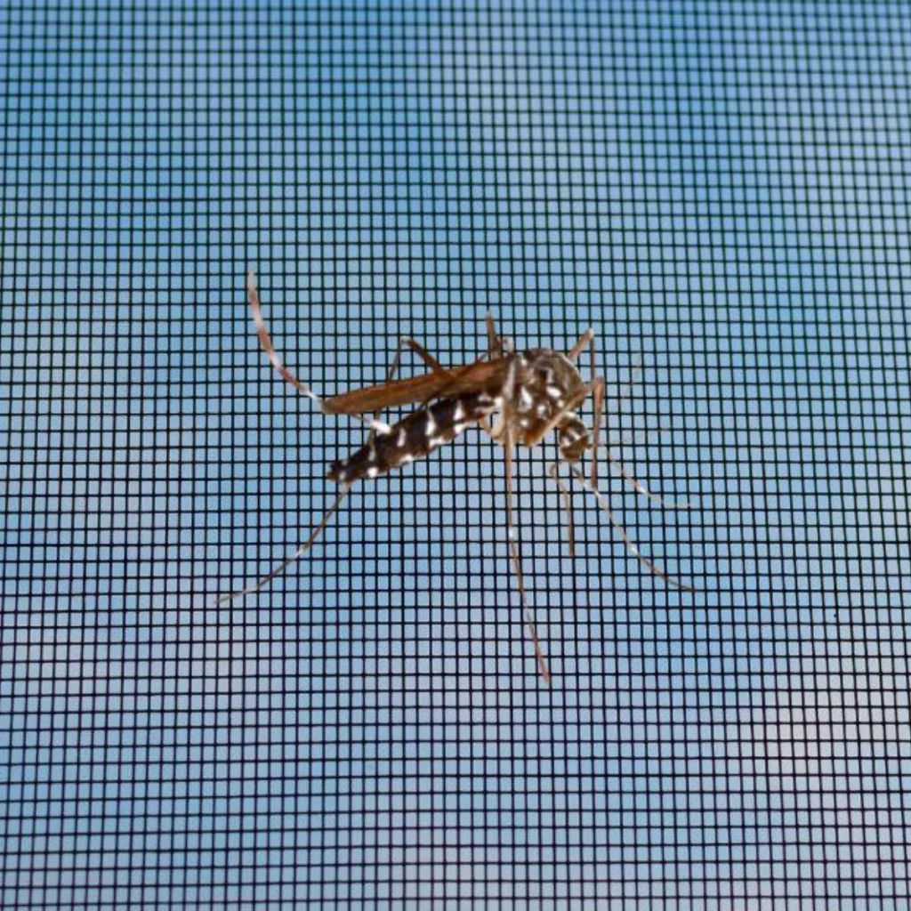 Home Point Gympie Midge Mesh Image