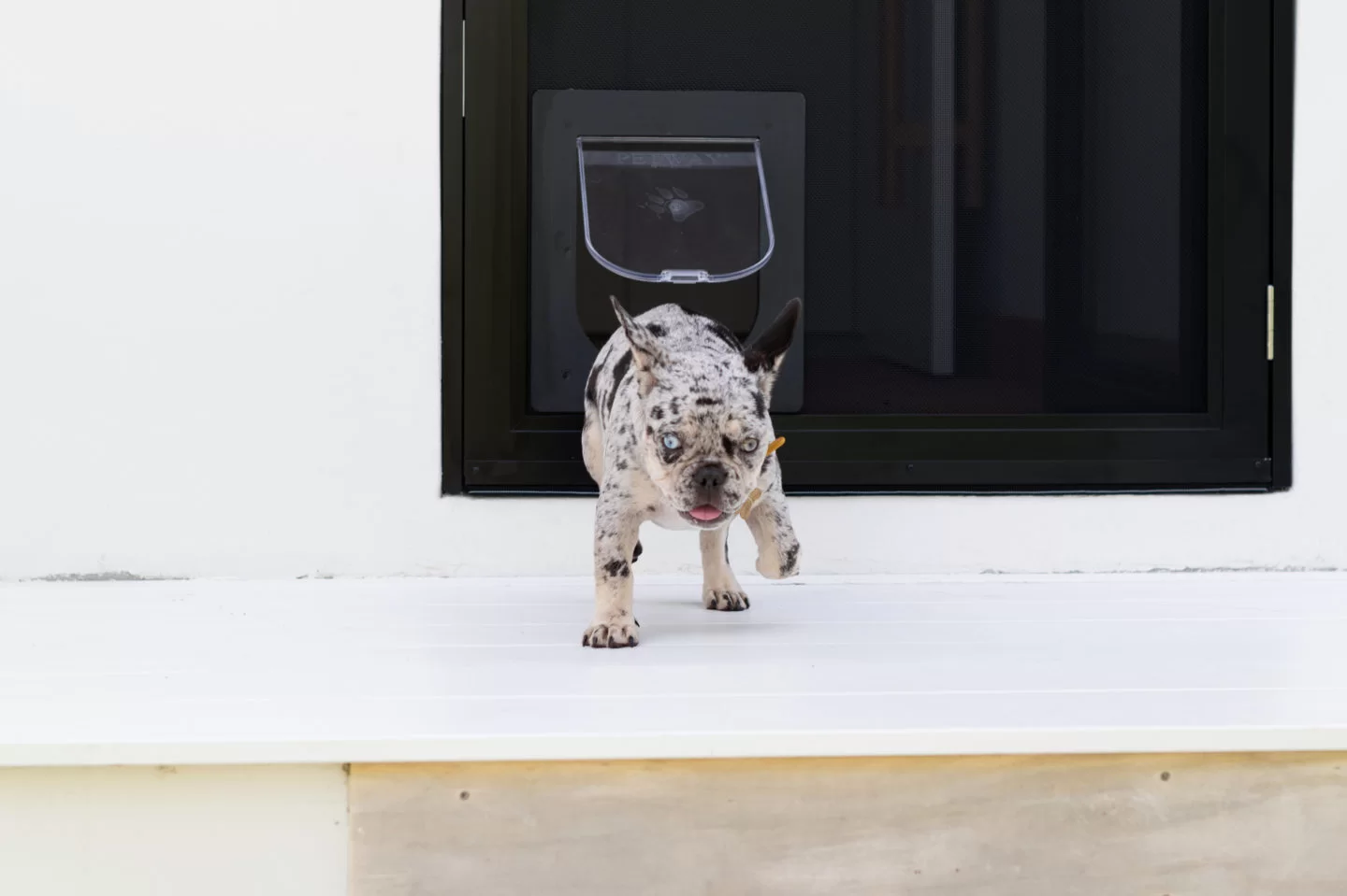 Home Point Gympie Dog Door